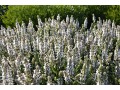 Salvia nemorosa 