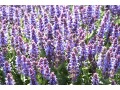 Salvia nemorosa 