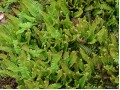 Blechnum penna-marina - žebrovice