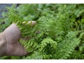 Polystichum setiferum - kapraď osténkatá