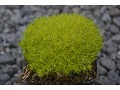 Sagina subulata  