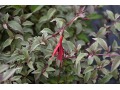 Fuchsia magellanica 