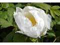 Paeonia suffruticosa 