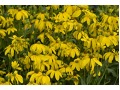 Rudbeckia nitida 