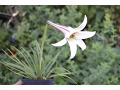 Lilium formosanum var. pricei - lilie zakrslá, trpasličí