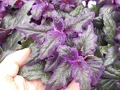 Gynura aurantiaca - protažitka, sametová rostlina
