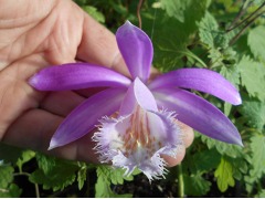 Pleione formosana - plejonka tajwanská značka zahradnictví