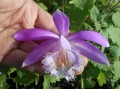 Pleione formosana - plejonka tajwanská