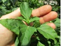 Ocimum selloi 