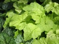 Tolmiea 