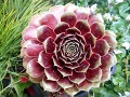 Sempervivum 