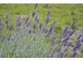 Lavandula angustifolia 