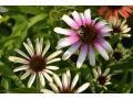Echinacea 