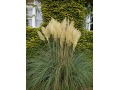 Cortaderia selloana 