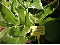 Hosta 