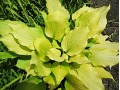Hosta 