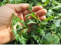 Eucalyptus rodwayi - eukalyptus, blahovičník