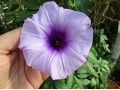 Ipomea cairica - povijnice káhirská