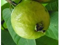 Psidium guajava 