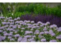 Monarda fistulosa 