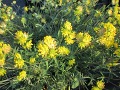 Anthyllis vulneraria - úročník bolhoj