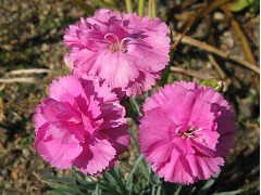 Dianthus 