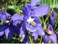 Aquilegia alpina 