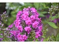 Phlox paniculata x amplifolia 
