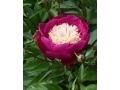 Paeonia lactiflora 