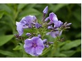 Phlox paniculata 