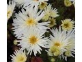 Chrysanthemum ( Dendranthema ) x indicum 