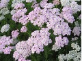 Achillea millefolium Tutti Frutti 
