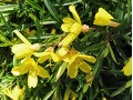 Calylophus ( syn. Oenothera ) 
