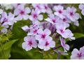 Phlox paniculata 