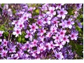 Phlox paniculata 