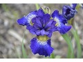 Iris sibirica 