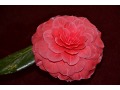 Camellia japonica 