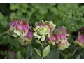 Kalanchoe manginii 