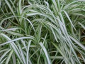 Carex muskingumensis 