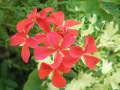 Pelargonium 