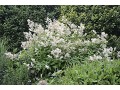 Polygonum ( Persicaria ) polymorphum - rdesno