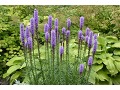 Liatris spicata  - šuškarda, shorakvět