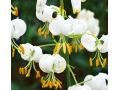 Lilium x martagon 