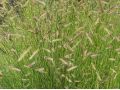 Bouteloua gracilis 