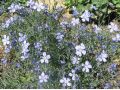 Linum lewisii - len modrý