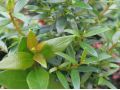 Myrtus communis var. macrophylla - myrta obecná velkolistá