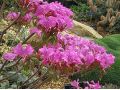 Pelargonium endlicherianum - pelargonie, muškát