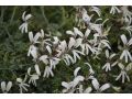 Pelargonium greytonense - pelargonie, muškát vonný