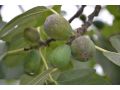 Ficus carica 