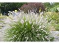 Pennisetum orientale 